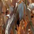 La sécheresse et la crise de l&rsquo;eau en France