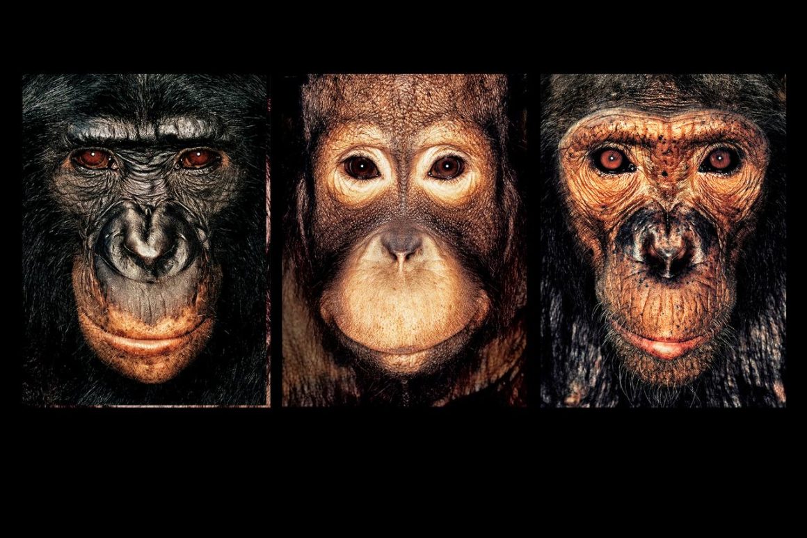 ff82a0e7-4c27-4b2c-ab75-8bd61880b67c Rencontres de la photographie d’Arles : Regards humains sur les animaux