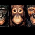 Rencontres de la photographie d’Arles : Regards humains sur les animaux