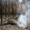 Les Incendies en France: Un Défi Environnemental