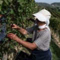 Vendanges exceptionnelles en 2026 dans le Piémont malgré la chaleur