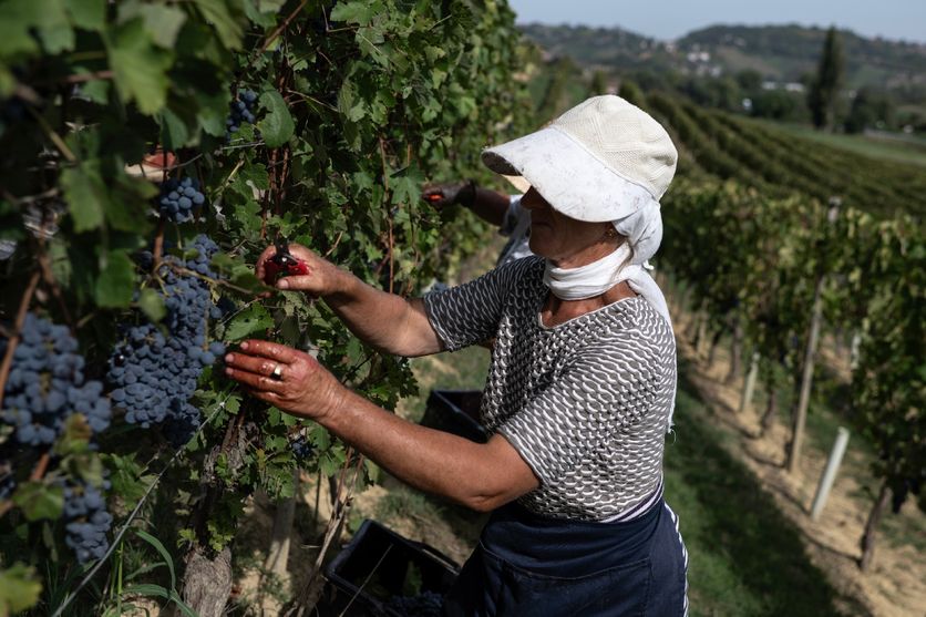 081d54d7-496f-4cdd-ba43-a752ba7fcb14 Vendanges exceptionnelles en 2026 dans le Piémont malgré la chaleur