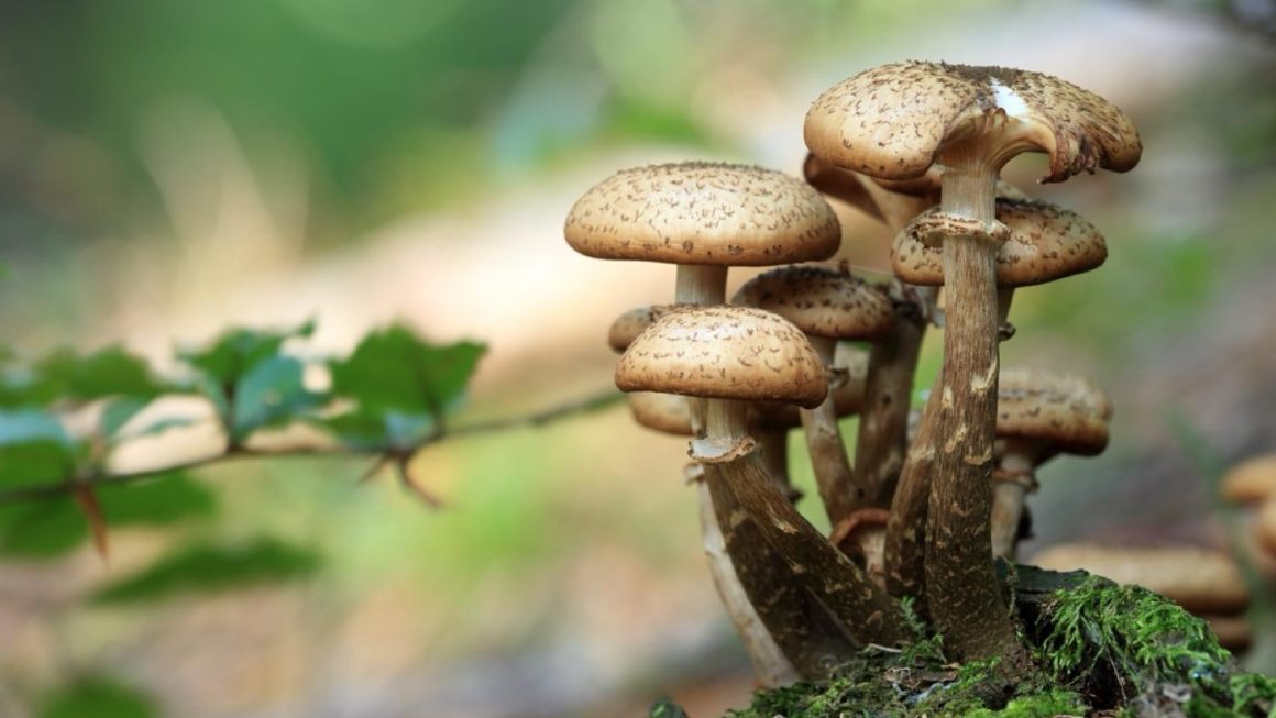 Cueillir les champignons en toute sécurité : attention aux sosies toxiques