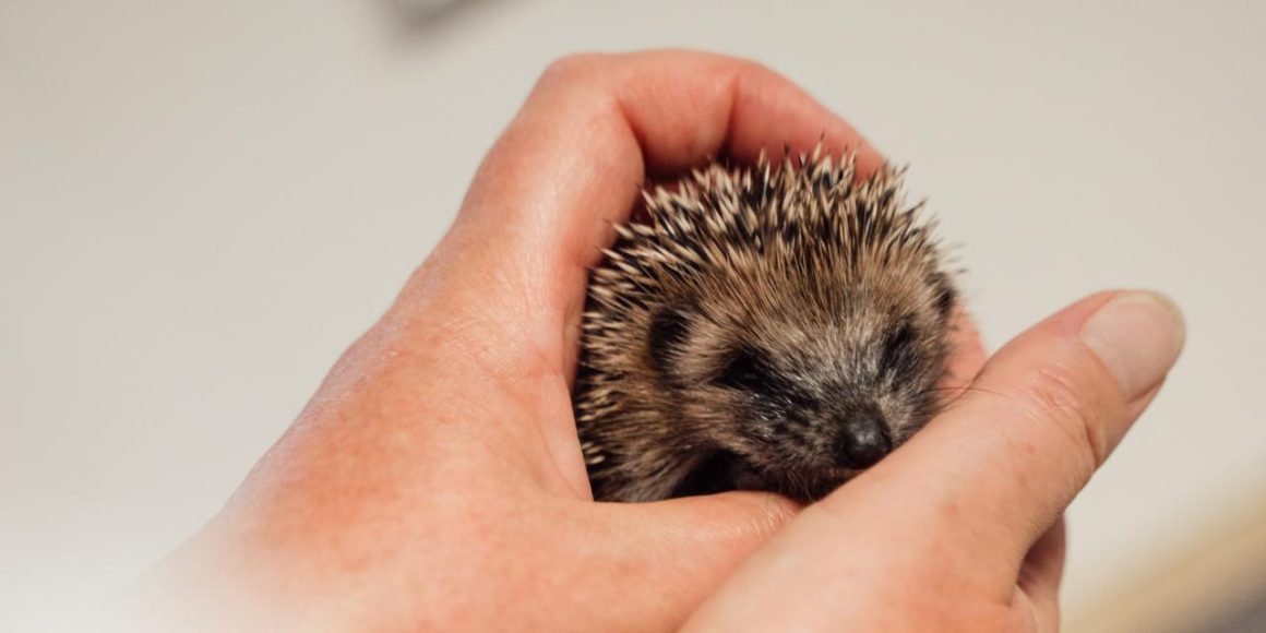 Les microcentres de soins pour la faune sauvage en France