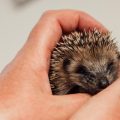 Les microcentres de soins pour la faune sauvage en France
