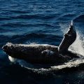 Comportement inhabituel des baleines face à la mort