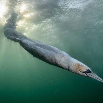 Les gagnants du concours Bird Photographer of the Year 2026