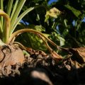 Les Producteurs de Betteraves de l&rsquo;Aube Face à une Année Difficile