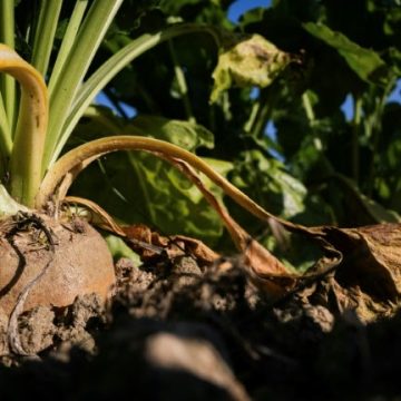 283250b0-9645-435b-9177-a1eb78ed676c Les Producteurs de Betteraves de l’Aube Face à une Année Difficile