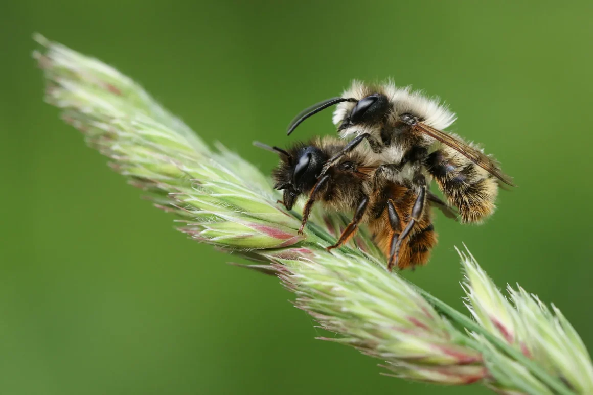 2f436d0c-a94e-4552-8c46-36fecb969f68 Les Abeilles Solitaires : Des Pollinisateurs Indispensables et Fragiles