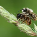 Les Abeilles Solitaires : Des Pollinisateurs Indispensables et Fragiles