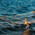 La ministre de la mer et la pêche en négociations pour la révision du plan commun de pêche
