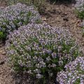 Le thym buissonnant et ses bienfaits pour vos jardins