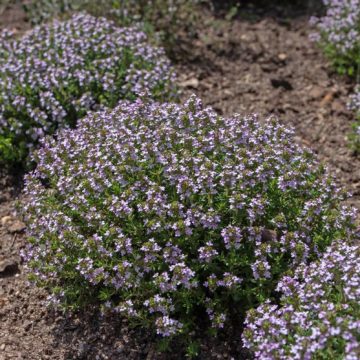 Le thym buissonnant et ses bienfaits pour vos jardins