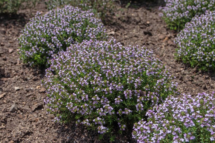 Thymus vulgaris or common thyme flowering plants Le thym buissonnant et ses bienfaits pour vos jardins