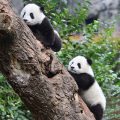 Départ de Pandas Géants Chinois vers les États-Unis