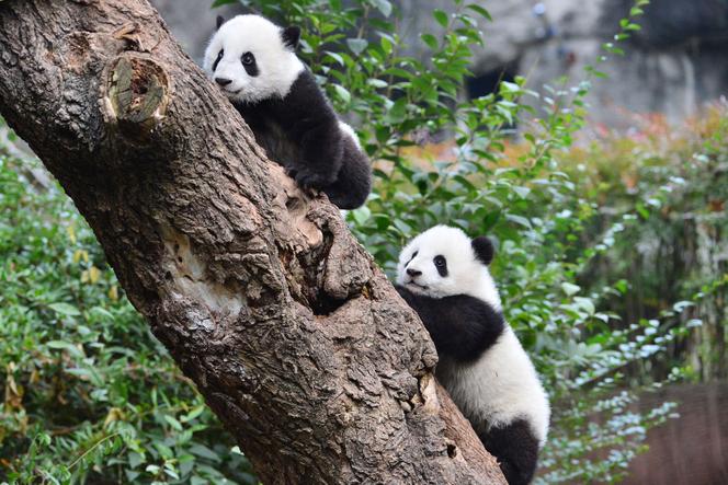 4df8f18f-f9cf-43c7-b091-4a802804618c Départ de Pandas Géants Chinois vers les États-Unis