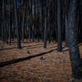 Le mégafeu de Saumos, le plus vaste incendie en France depuis 1949, déclaré éteint