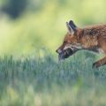 Le rôle du renard dans la régulation des rongeurs