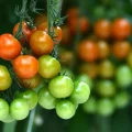 La tomate face au dérèglement climatique