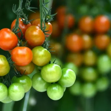 517af3e9-d7e8-48b3-b8a3-ad9694546a74 La tomate face au dérèglement climatique