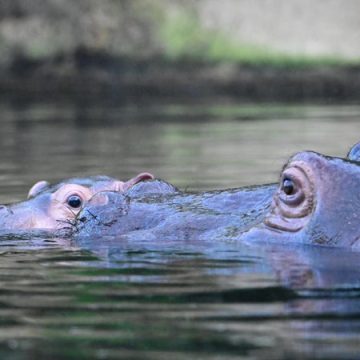 619abd9f-10b2-418f-87b2-64cff63bb55a Événement remarquable au parc Natura Viva : Naissance inattendue d’un hippopotame