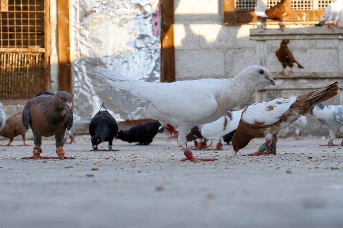 64782745-8c5a-4f33-a223-79248c8979fe Rafiq, éleveur de pigeons en Syrie: une tradition résiliente