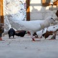 Rafiq, éleveur de pigeons en Syrie: une tradition résiliente