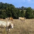 Propagation du virus Shamonda dans les élevages bovins français