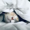 Les meilleures races de chats pour la vie en appartement