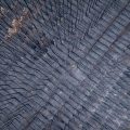 Le Défi du Reboisement des Forêts de Gascogne après les Incendies