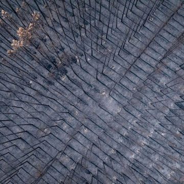 FRANCE-AERIAL-BURNT-PINES-FOREST-TREES-CULTURE-FIRE-NOUVELLE-AQUITAINE Le Défi du Reboisement des Forêts de Gascogne après les Incendies