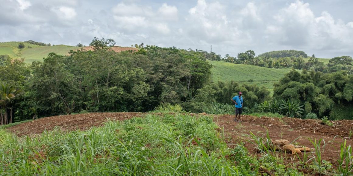 Le plan d&rsquo;urgence agricole aux Antilles