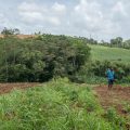 Le plan d&rsquo;urgence agricole aux Antilles