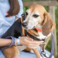 Réhabilitation des animaux de laboratoire : un espoir pour les beagles et macaques