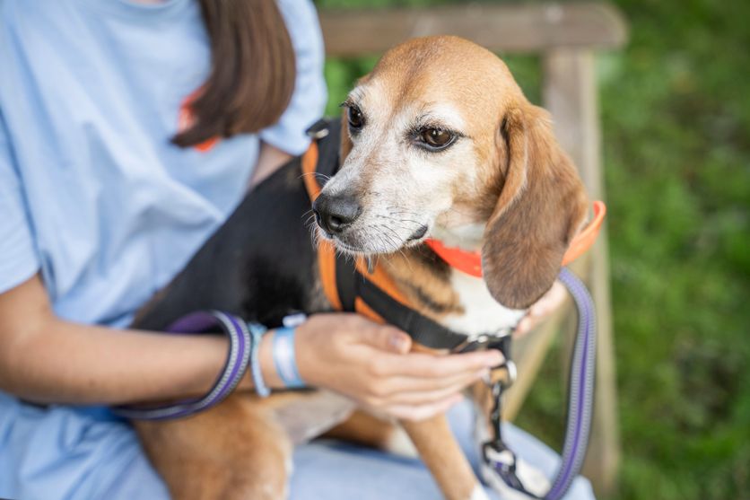FRANCE-REFUGE-SPA-ANIMAL-SHELTER-TEENAGE-VOLUNTEERS-BEAGLES Réhabilitation des animaux de laboratoire : un espoir pour les beagles et macaques