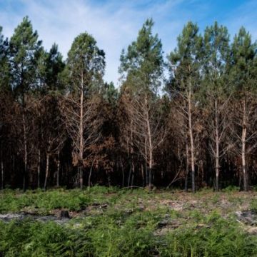 Le nématode du pin menace les forêts des Landes
