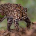 Un félin inédit identifié en Bolivie : une nouvelle espèce de chat sauvage