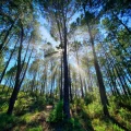 Les bandes originales inspirées par la forêt au cinéma