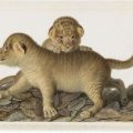 Artistes au Muséum: Une Fusion de Science et d&rsquo;Art