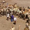 Un regard approfondi sur le Somaliland, un État autoproclamé