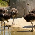 Les conditions de production des plumes d&rsquo;autruche mises en question