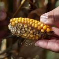 Les répercussions de la sécheresse sur l&rsquo;agriculture française