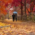 L&rsquo;engouement pour l&rsquo;automne : une opportunité pour les marques
