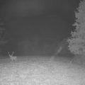 Le retour du Brame du cerf en direct