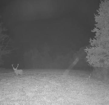 Le retour du Brame du cerf en direct