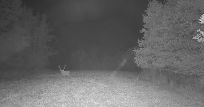 c6846deb-856a-4fcd-bfac-95f14c36bb6c Le retour du Brame du cerf en direct