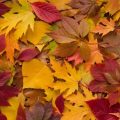 Pourquoi les Feuilles Changent de Couleur en Automne