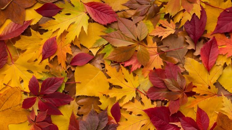 d22e63c2-b919-4f29-94d1-28062765491f Pourquoi les Feuilles Changent de Couleur en Automne