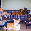 L&rsquo;importance des familles d&rsquo;accueil pour les animaux